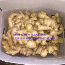 Shandong Origin Top Quality New Crop Air Fresh Ginger